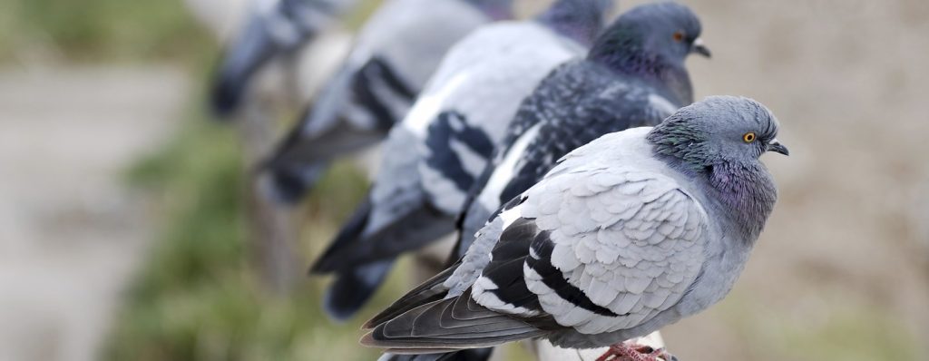 birds