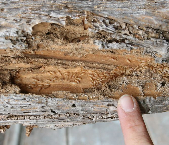 termites square