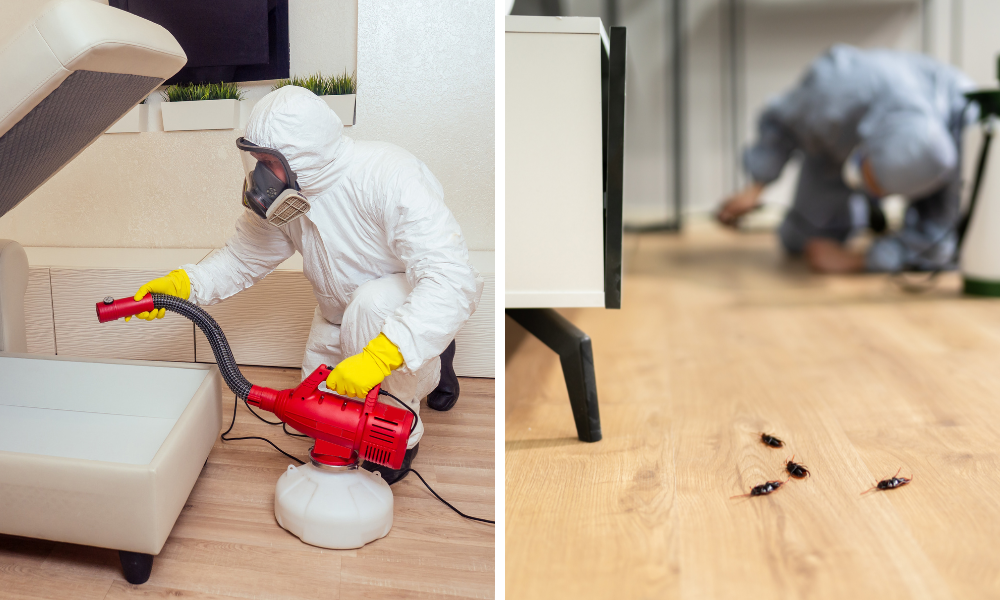 how to prevent bird mite infestations