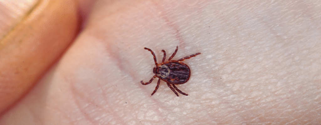 pest pro bird mite 1