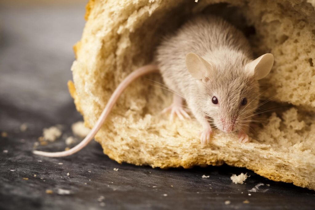 rodent control