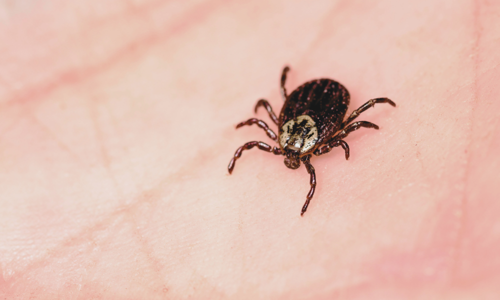 what are bird mites